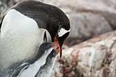 Gentoo penguin feeding its chicks