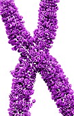 Chromosome of supercoiled DNA,concept
