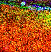 Adrenal gland,fluorescence micrograph