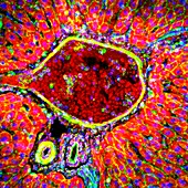 Liver portal triad,light micrograph
