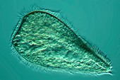 Ciliate protozoan,light micrograph