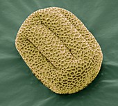 Cowslip pollen grain,SEM