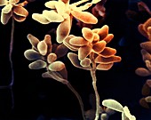 Curvularia geniculata fungus,SEM