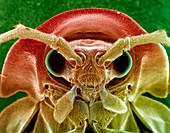 Firefly head,SEM