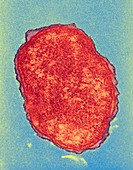 Orientia tsutsugamushi bacterium