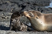 Galapagos fur seals
