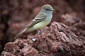 Galapagos flycatcher on a rock