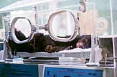 Black bear cub in incubator