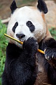 Giant panda eating bamboo