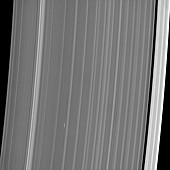 Saturn's rings and moonlet,Cassini image