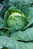 Brassica cabbage 'Minicole'
