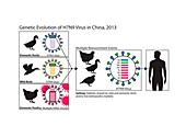 Genetic evolution of flu virus,artwork
