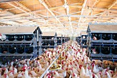 Poultry breeding farm