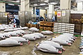 Tsukiji fish market