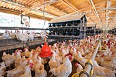 Poultry breeding farm