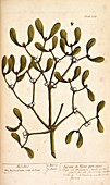 Mistletoe,18th-century herbal