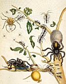 Ants and spiders of Surinam,18th century