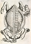 Horse anatomy,17th-century artwork