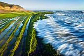 Intertidal zone,South Africa