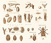 Gall and Progall Insects