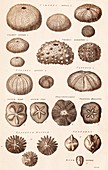 Fossil Sea Urchins,Echinoderms