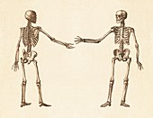 Skeletal Handshake