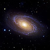 Bode's Galaxy (M81),optical image