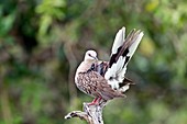 Spotted dove preening