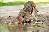 Toque macaques