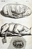 Foetal horse,17th century artwork