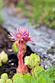 Sempervivum montanum