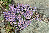 Alpine Toadflax (Linaria alpina)