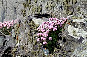 Sea Thrift (Armeria sp.)