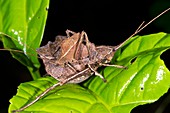 Leaf mimic katydids