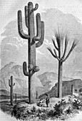 Saguaro cactus,historical artwork