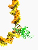 TATA box-binding protein complex