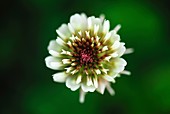 White clover inflorescence