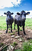 Black Cattle in South Devon