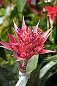 Bromeliad (Aechmea fasciata)