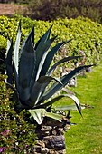 Agave utahensis