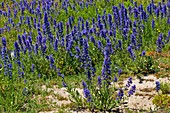 Echium vulgare