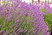 Lavender (Lavandula angustifolia)