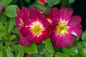 Rose (Rosa 'Greetings')