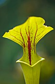 Pitcher Plant (Sarracenia x moorei)