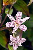 Toad Lily (Tricyrtis formosana)