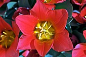 Tulips (Tulipa 'Sonbrero')