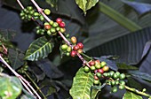 Coffee fruit,Ethiopia