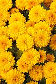 Chrysanthemum 'Branhalo'