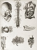 Human anatomy,1823