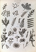 Botany illustrations,1823